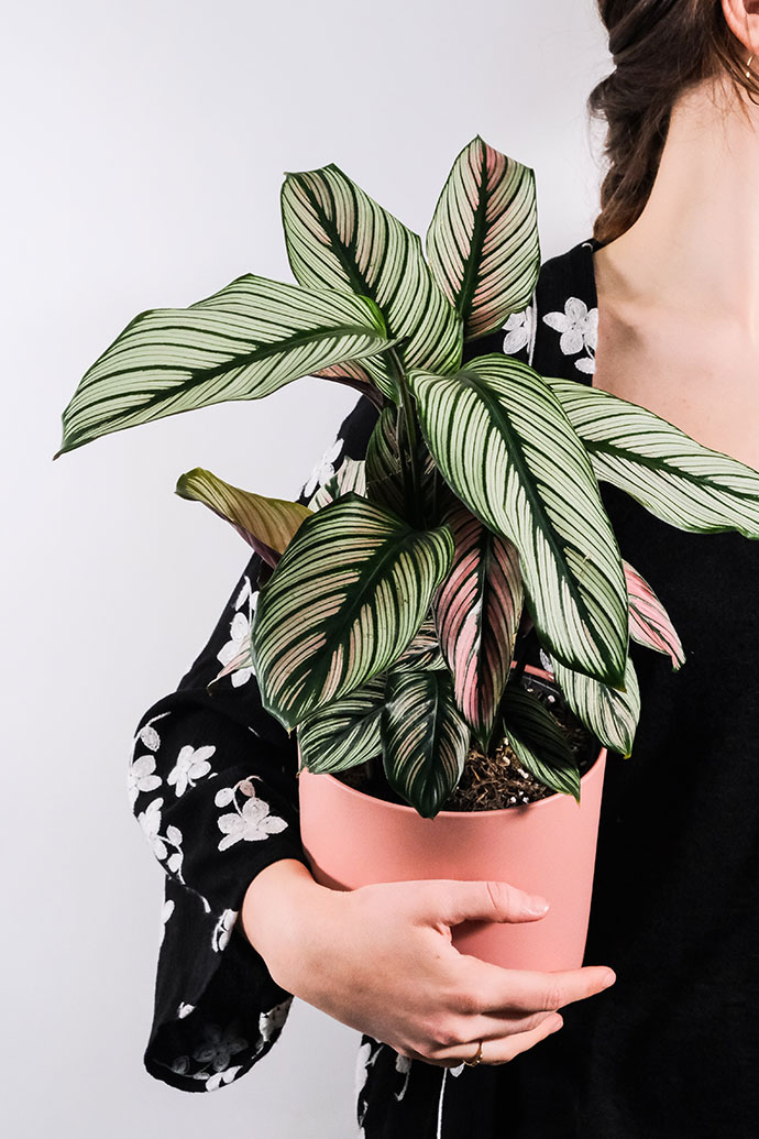 Indoor Plants